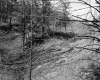 Stevens Property, Forest View