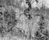 Stevens Property, Forest View