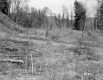 Stevens Property, Forest View