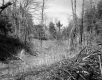 Stevens Property, Forest View