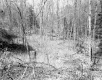 Stevens Property, Forest View