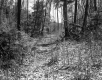 Stevens Property, Forest View