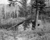 Fernandez Property, Forest View