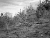 Fernandez Property, Young Conifers