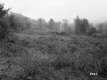 Ferguson Property, Meadow and Forest