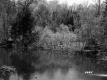 Farquharson Property, River through Forest