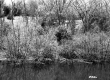 Farquharson Property, River and Riparian Vegetation