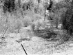 Farquharson Property, Forest View