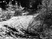 Farquharson Property, Forest View