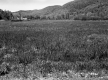 Snook Property, Meadow and Mountains