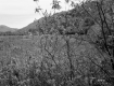 Snook Property, Meadow and Mountains