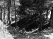 Saunders Property, Forest View