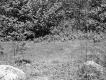 Willis Property, Field and Forest