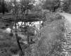 Ingalls Property, Pond and Trees