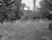 Forest and Farm Field