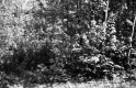 Blanchard Property, Forest View