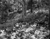 Blanchard Property, Forest View