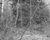 Dimock's Property