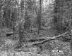 Dimock's Property