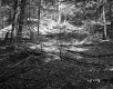 Dimock's Property