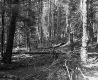 Dimock's Property