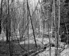 Dimock's Property