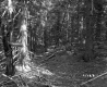 Dimock's Property