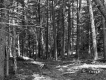 Dimock's Property