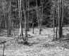 Dimock's Property