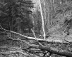 Dimock's Property