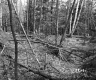 Dimock's Property
