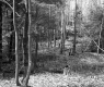 Dimock's Property