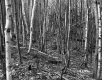 Dimock's Property