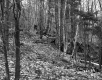 Dimock's Property