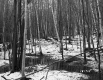 Dimock's Property