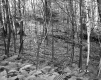 Brooks' Property 