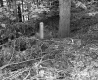 Brooks' Property