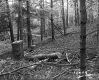 Brooks' Property