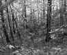 Smith's Property