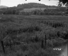 Ford's Property