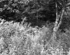 Fay Property View of Trees and Ferns