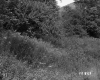 Fay Property View of Grass and Trees with Power Line