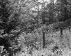 Fay Property Fence with Four Poles