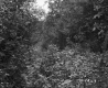 Fay Property Deciduous Trees