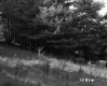 Bushway Property Wooden Pole Foreground