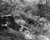 Bushway Property Rocks and Fallen Trees