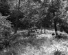 Bushway Property Stump Centered