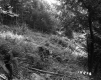 Bushway Property Clearing of Ferns