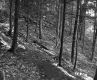 Bushway Property Hill Covered in Conifer Trees