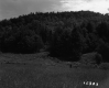Bushway Property Meadow and Hill